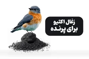 زغال فعال برای پرنده