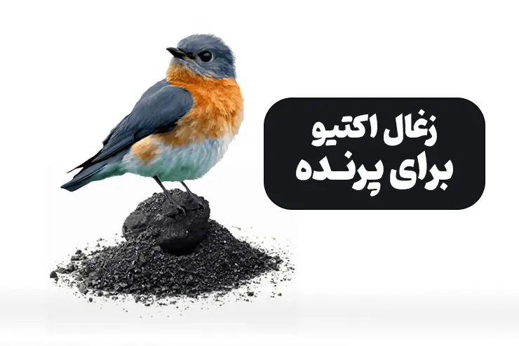 زغال فعال برای پرنده