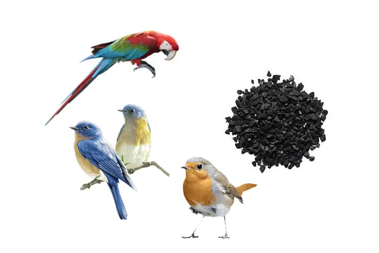 خواص زغال فعال برای پرندگان