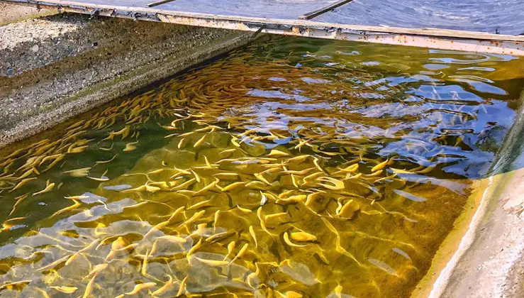 ویژگی و مزایای دستگاه تصفیه آب برای پرورش ماهی