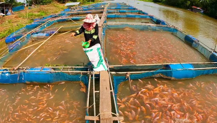 اهمیت استفاده از دستگاه تصفیه آب استخر پرورش ماهی
